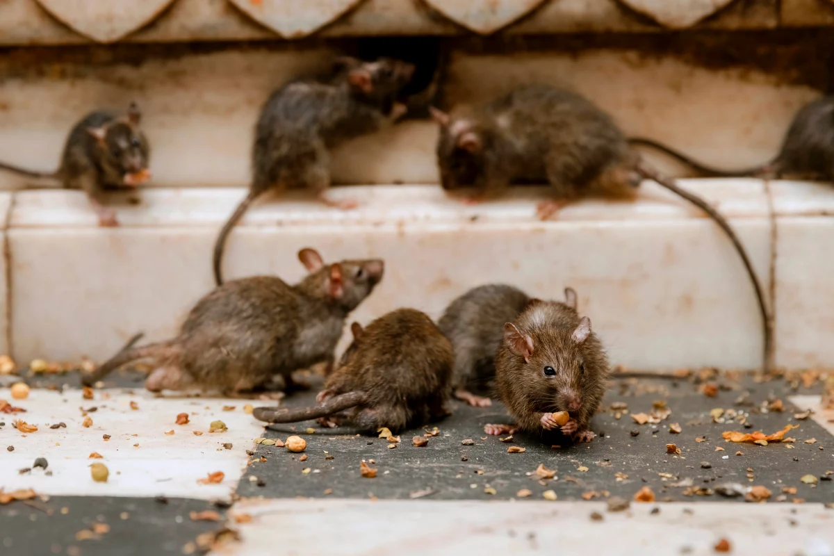 ratten