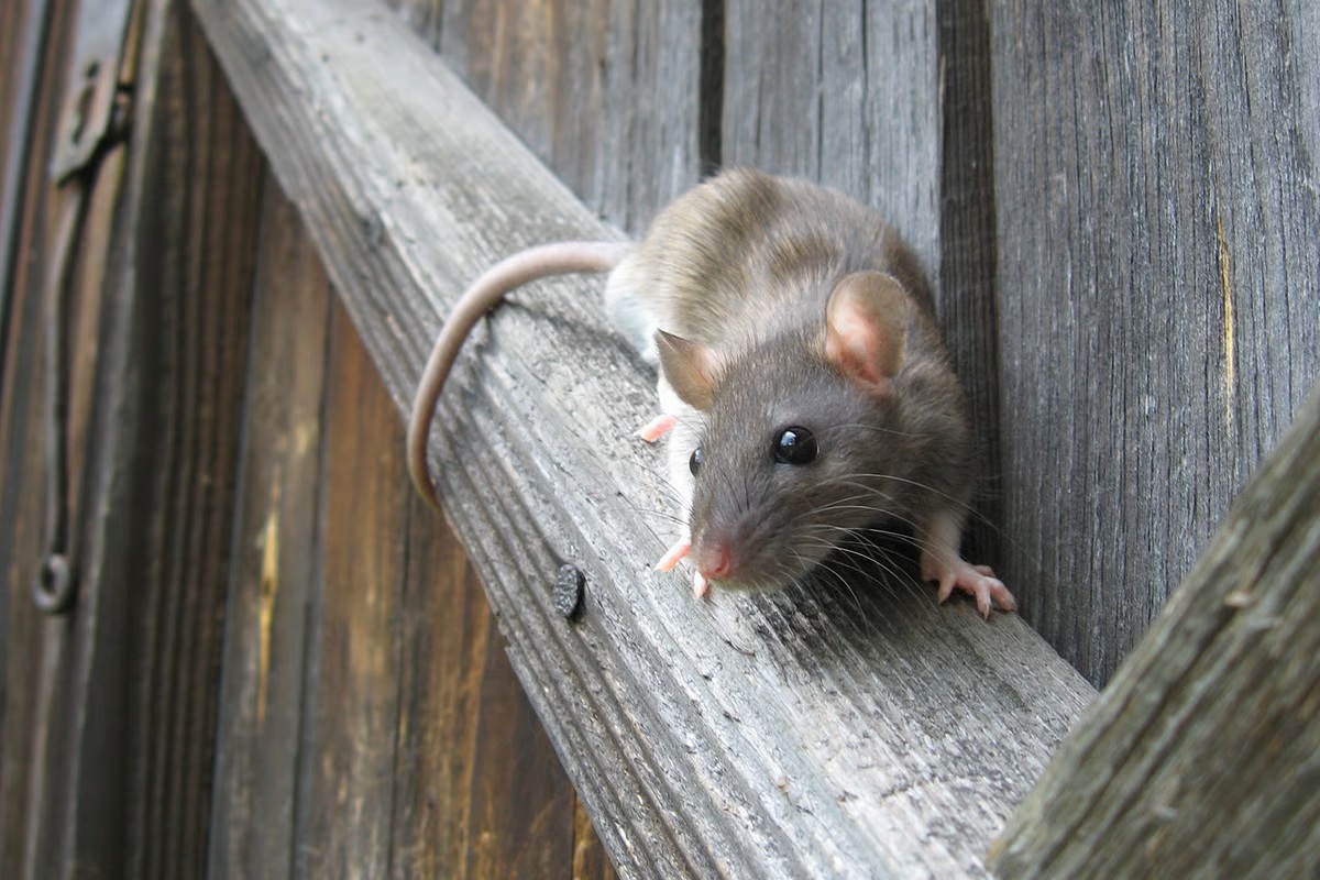 ratten